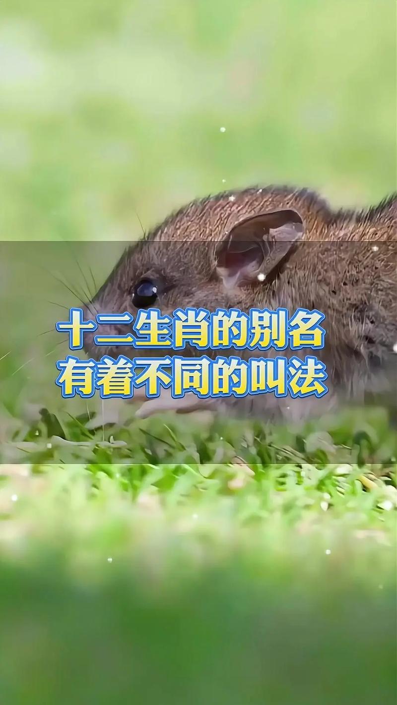 着手回春打一生肖-欲钱买着手回春打一生肖