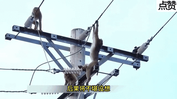 猴子电报员视频-猴子炉管原版视频