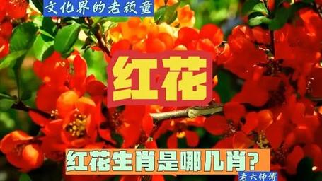 今期开红花是什么生肖-今期生肖带红花是什么意思