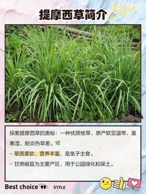 什么是提摩西草,带图的简单介绍