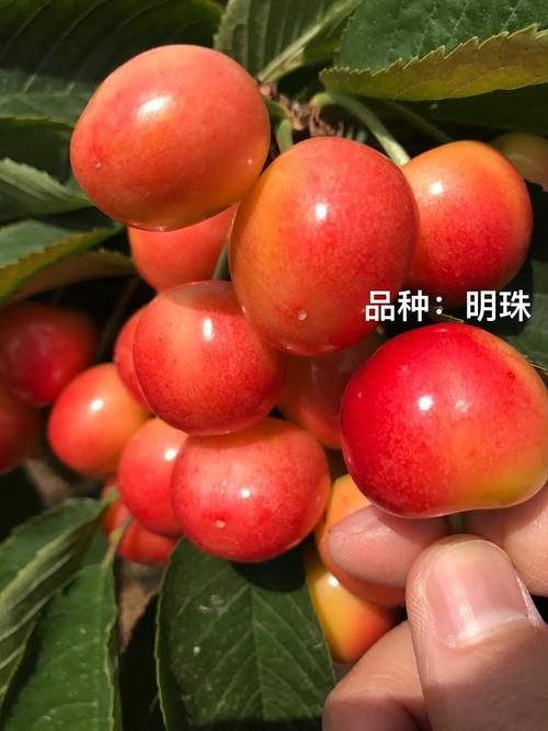 明珠果是什么水果-明珠果新鲜水果图片
