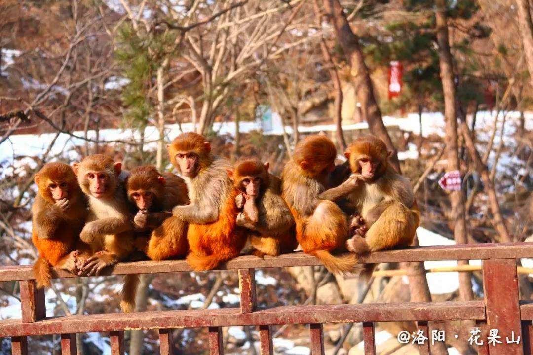 [花果山电报猴未消音mp3]花果山电报猴未消音mp3不倒放