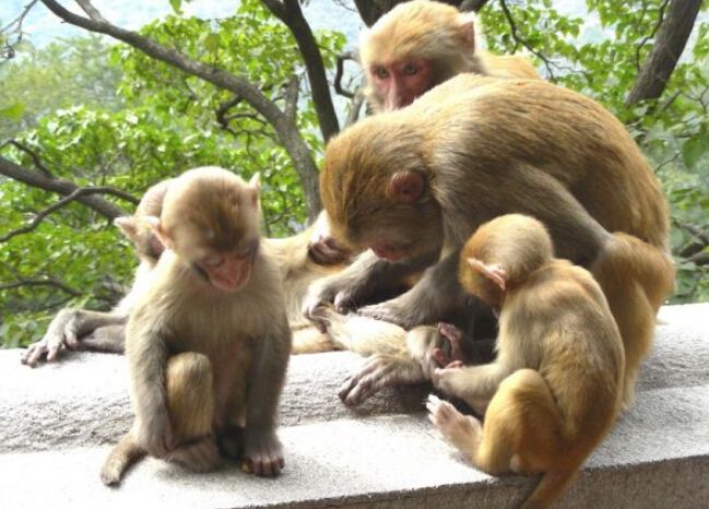 [花果山电报猴无消音视频]花果山电报猴无消音视频贴吧