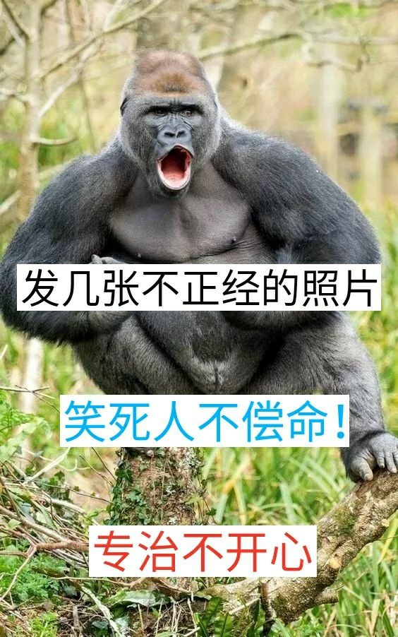 [你看你长那个b样猴哥骂人]配音秀,猴哥,你这么这么会骂人