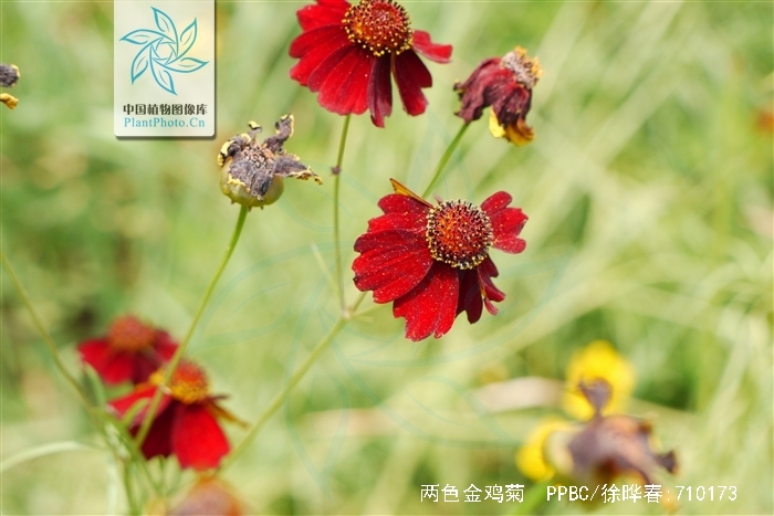关于coreopsis花语的信息