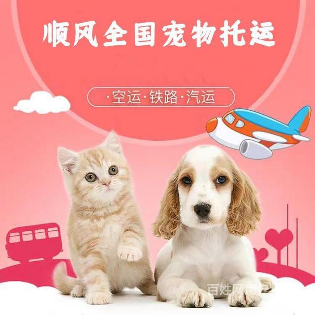 宠物托运能到付吗?-宠物托运能货到付款吗