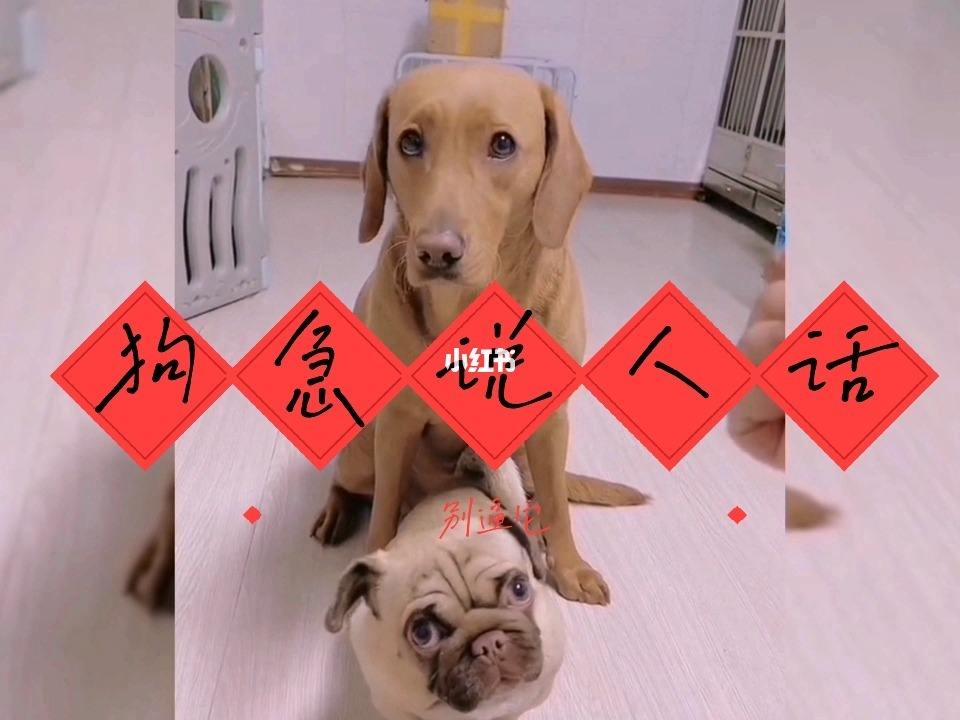 狗急加速兑换码-狗急加速器下载安卓版