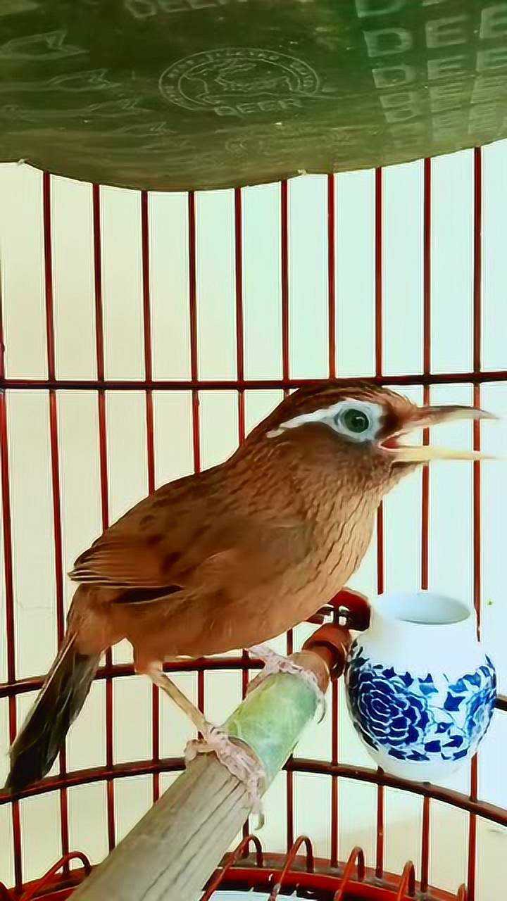 画眉鸟发电报声音-画眉鸟电报滴滴叫声