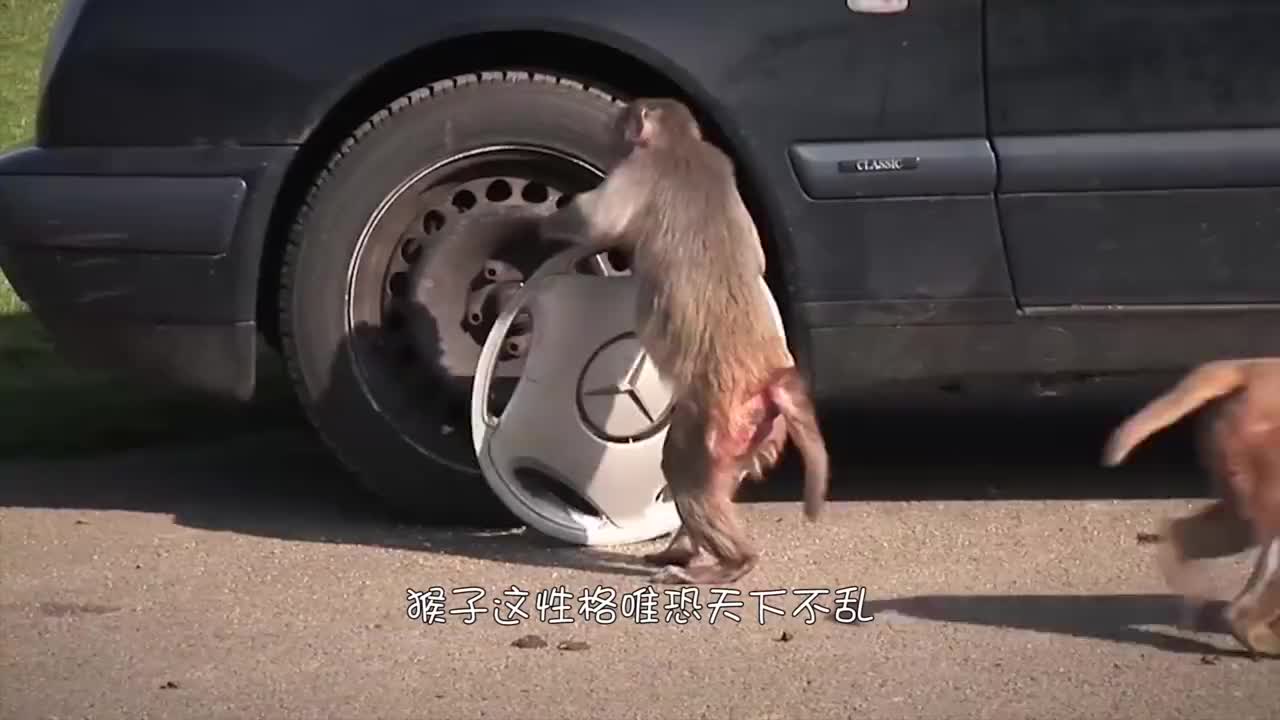 电报猴剪辑无消音-电报猴原视频没有电音