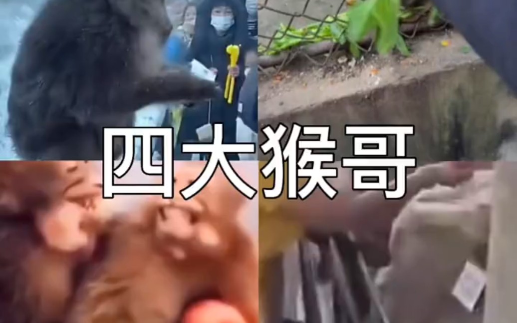 电报猴原视频无消音在哪一集的简单介绍