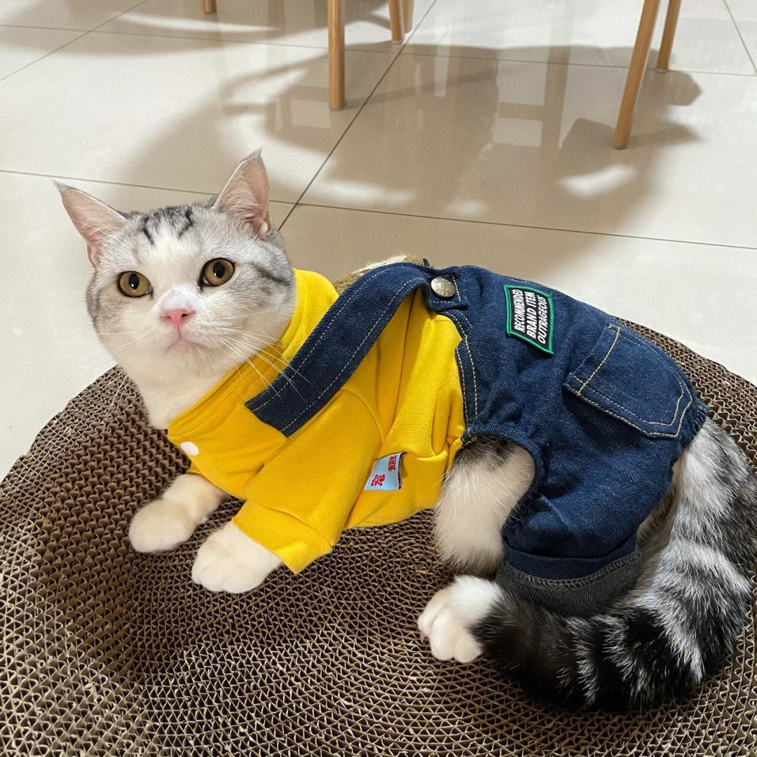 猫咪新皮肤-猫咪新皮肤狗