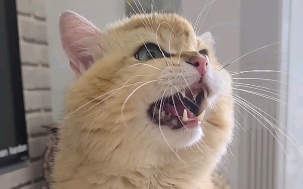 电报猴口吐芬芳有消音的简单介绍