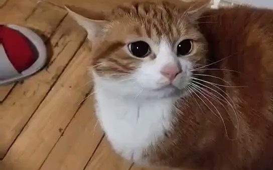 电报猴口吐芬芳有消音的简单介绍