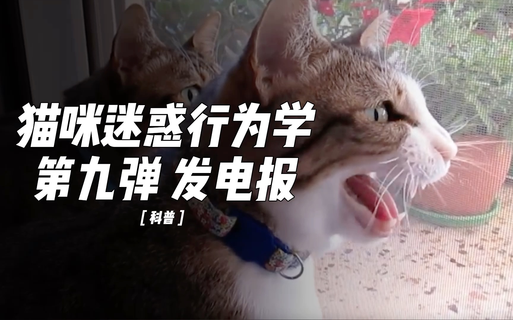 电报什么梗-电报什么意思