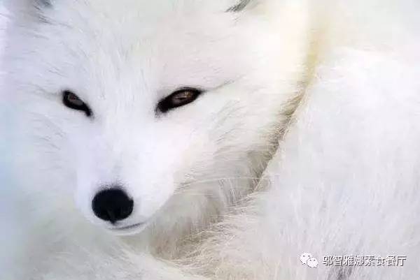 狐狸多开-狐狸多开无法使用相机