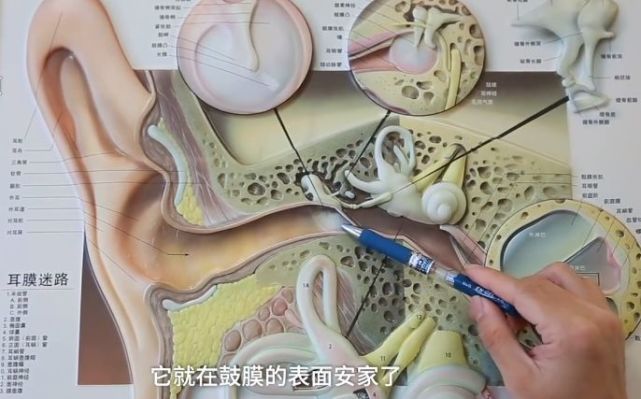 耳朵里有发电报的声音怎么回事_耳朵里有发电报的声音怎么回事啊