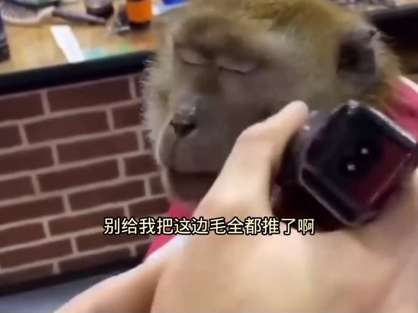 猴子打电报配音