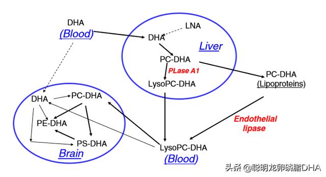 TG在生物化学中是什么意思的简单介绍