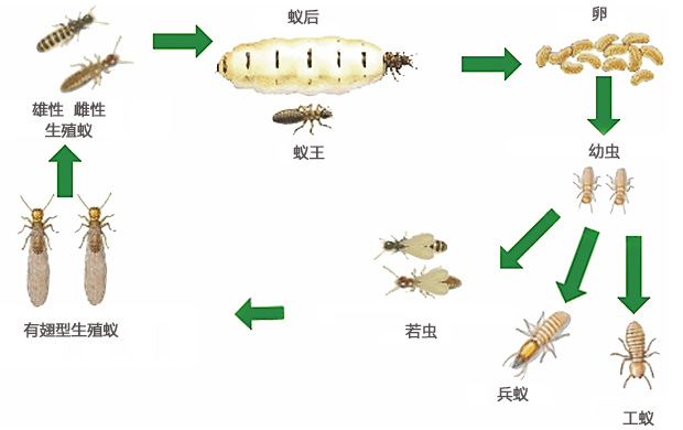 ethnic和nation的区别,nation和ethnic group