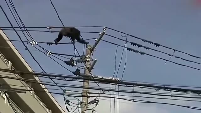 电报猴原视频真实,电报猴原视频真实台词