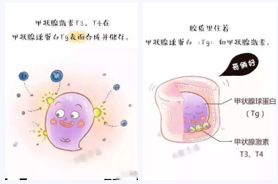 关于TG升高的临床意义的信息