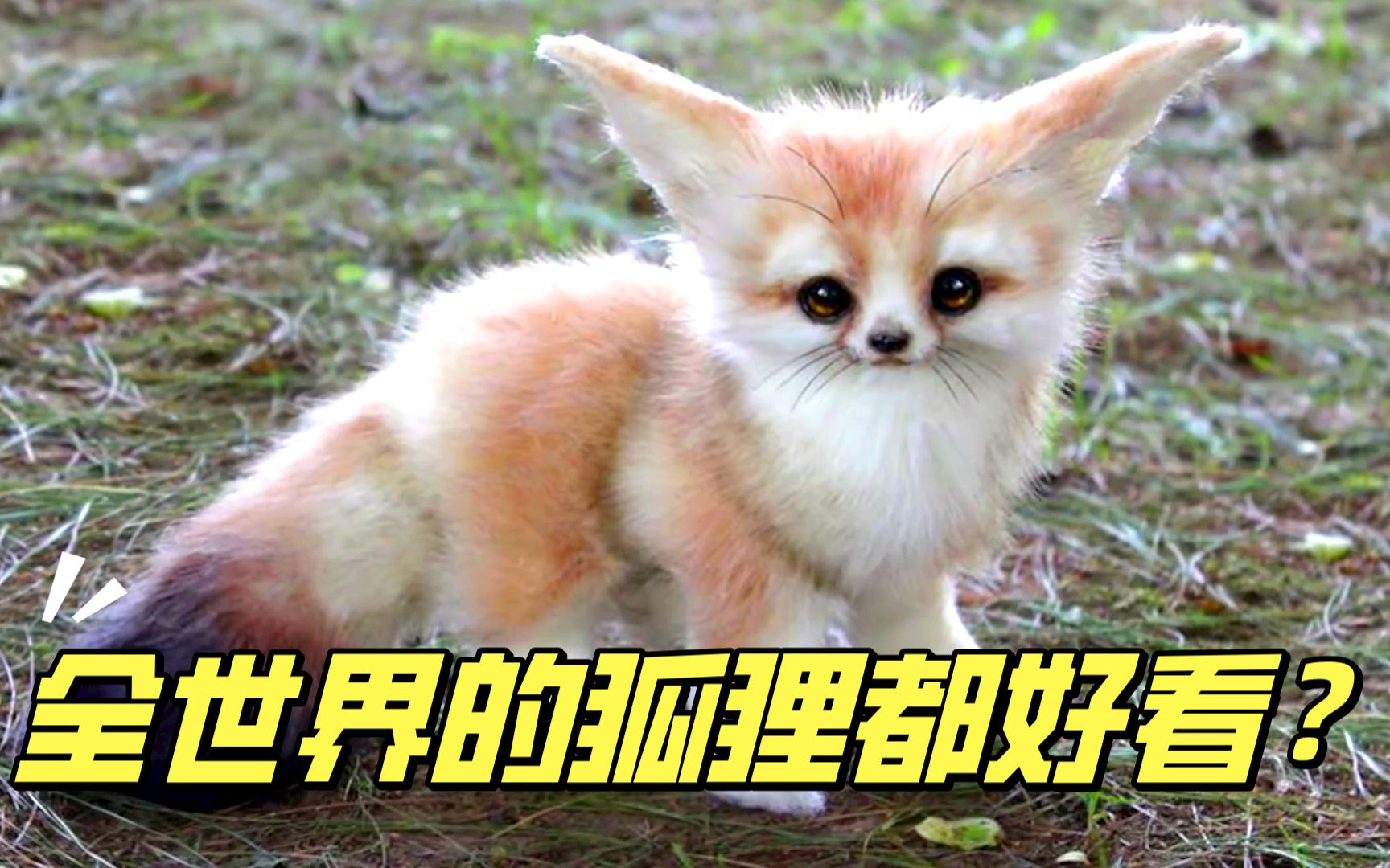 小狐狸的世界-小狐狸的世界为什么不更新了