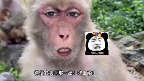 电报猴配音可收藏-电报猴原视频无挡