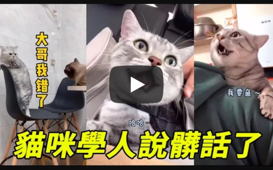 电报猴骂人视频倒放-电报猴骂人原视频哪里有