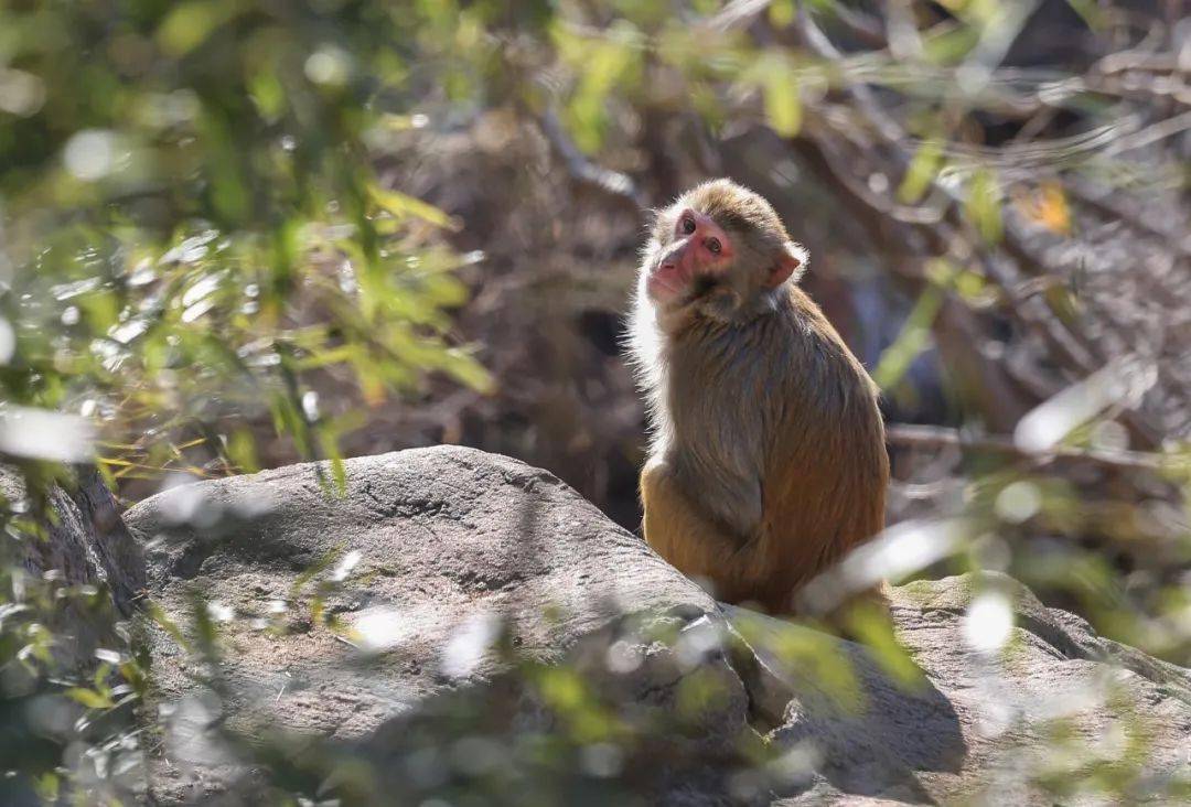花果山电报猴音频-花果山电报猴原视频