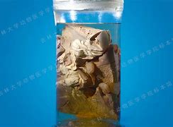 细羊足玄机开过什么-细羊足玄机是什么动物