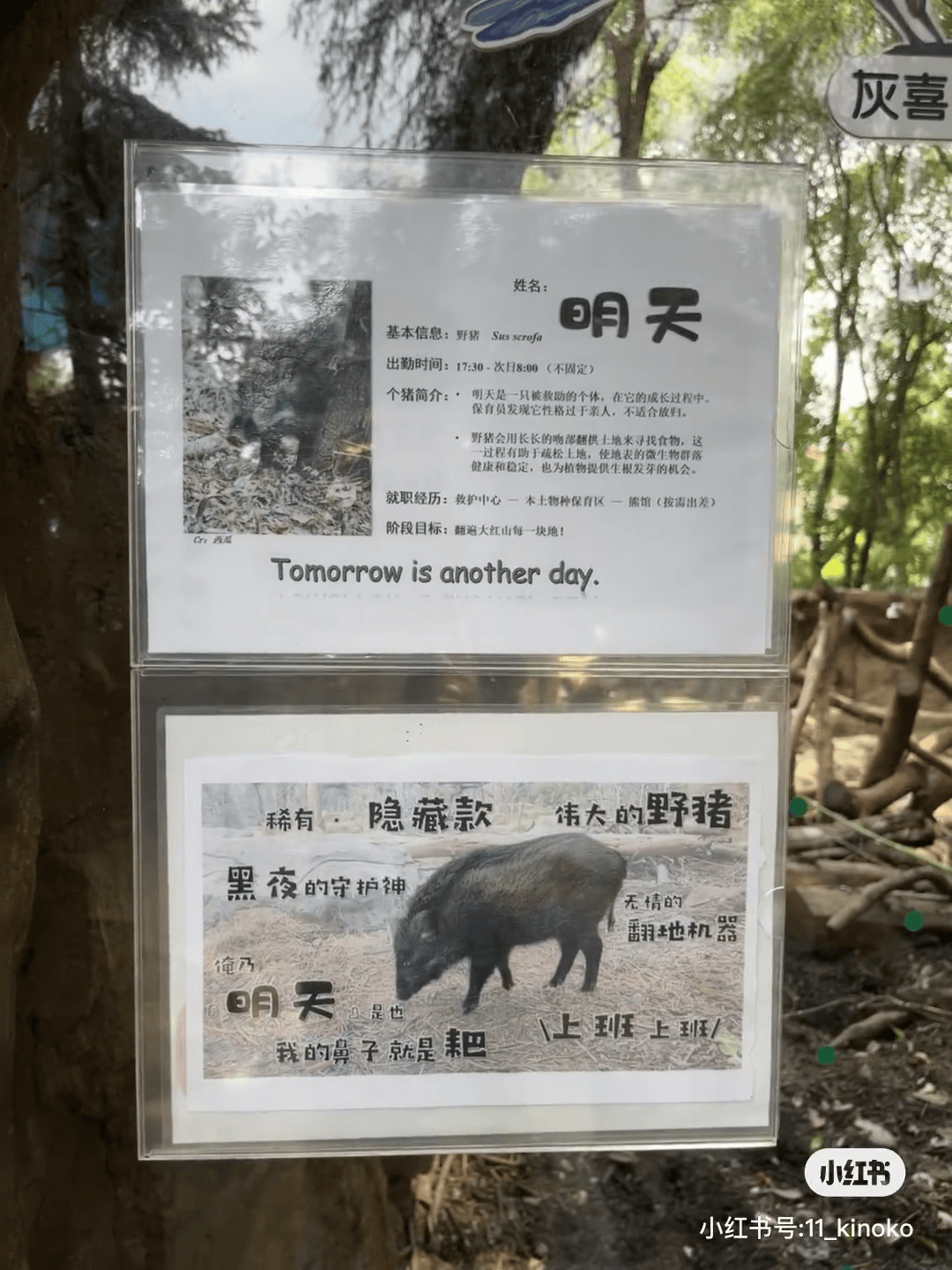 今期六字出玄机是什么动物-今期六字出玄机,特数出此不为奇是什么生肖
