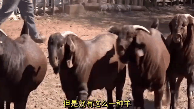 羊丑是什么意思-羊丑今期有玄机是什么生肖