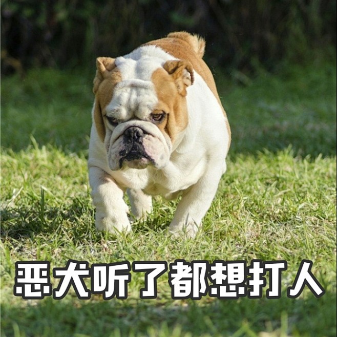神勇无比猜准确一肖-神勇无比的动物是什么生肖