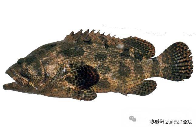 石斑鱼-石斑鱼清蒸做法