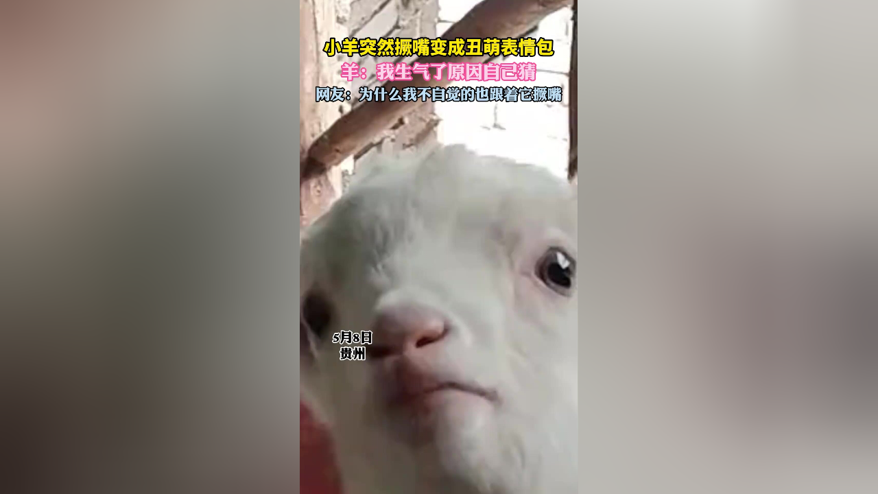 羊丑有玄机怎么解-羊丑今期有玄机是什么生肖
