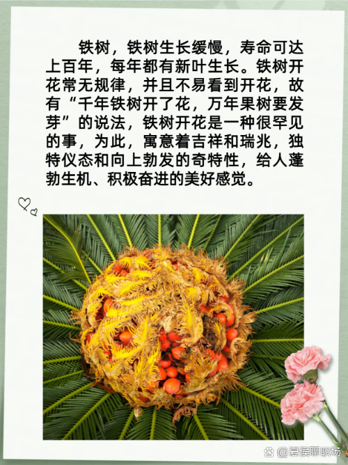 今期生肖开金花出玄机猜一生肖-今期生肖开金花是什么生肖请回答